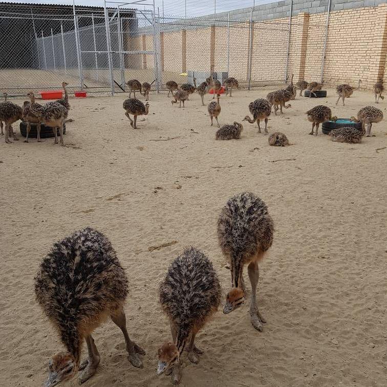 Home Breed ostrich chicks and eggs available