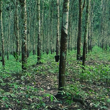 Plantation d’hévéa en vente